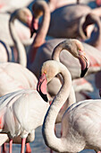 Greater Flamingos in the Camargue, Phoenicopterus roseus, Camargue, France