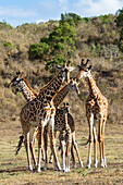Massaigiraffen mit Jungem, Giraffa camelopardalis, Arusha Nationalpark, Tansania, Ostafrika, Afrika