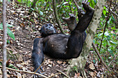 Schimpanse, Männchen ruht, Pan troglodytes, Mahale Mountains Nationalpark, Tansania, Ostafrika, Afrika