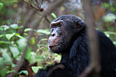 Chimpanzee male, Pan troglodytes, Mahale Mountains National Park, Tanzania, East Africa, Africa