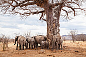 African Elephants under a baobab tree, Loxodonta africana, Ruaha National Park, Tanzania, East Africa, Africa