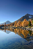 Larch trees in autumn colors and mountains reflecting in a mountain lake, Lake Val Viola, Val da Cam, Val Poschiavo, Livigno Range, Grisons, Switzerland
