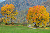 Road leading through meadow with aspen trees in autumn colors, Lower Engadin, Engadin, Grisons, Switzerland