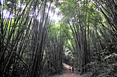 Bambuswald im Khao Sok National Park, Südthailand, Thailand, Asien