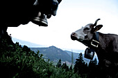 A herd of cows in the mountains, Oberberg, Bavaria, Germany