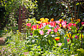 Flower bed with red and yellow tulips, Tulipa, spring, Vienna, Austria