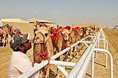 Al Sheehaniya, Camel Racing Track, Doha, Qatar, Arabische Halbinsel