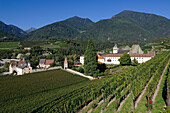 Vines near Neustift Monastery, Wine growing area, Brixen, South Tyrol, Italy