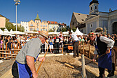 Men threshing corn, Harvest festival on cathedral square, Brixen, South Tyrol, Italy
