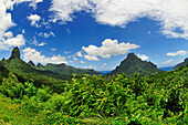 View from Belvedere, Cook's Bay, Opunohu Bay, Moorea, Society Islands, French Polynesia, Windward Islands, South Pacific