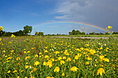 Regenbogen über Blumenwiese, Mallorca, Balearen, Spanien, Europa