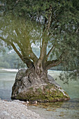 Baum auf Stein gewachsen, Soca Tal bei Bovec, Julische Alpen, Primorska, Slowenien