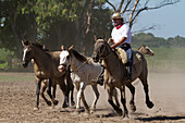 Gaucho hearding horses, Estancia Santa Susana, Los Cardales, Provincia de Buenos Aires, Argentina
