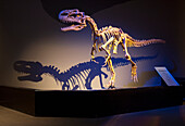 Crested predator (Monolophosaurus dongi), Royal Tyrell Museum, Drumheller, Alberta, Canada