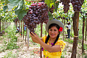 Chapaca harvesting grapes in a vineyard of Calamuchita, Tarija, Bolivia