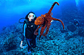 Hawaii, Female diver has her picture taken with an octopus (Octopus cyanea)