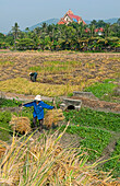 South East Asia, Vietnam, Hanoi, Workers in straw hats collect rice from farm just north of Hanoi.