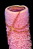 Netherland Antilles, Bonaire, Brittle Starfish on tube sponge.