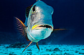 Hawaii, Mu (bigeye emperor) (Monotaxis grandoculis) close-up.