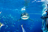Mexico, Guadalupe Island, Great White Shark (Carcharodon carcharias).
