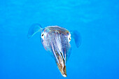 Caribbean, Bonaire, Reef squid (sepioteuthis sepioidea).