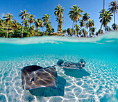 French Polynesia, Tahiti, Moorea, Two stingray in beautiful turquoise water.
