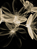 Botanical Study 4, Sheer representation of flowers on black background (Photographic composition).