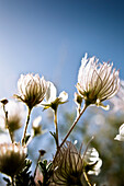 Close-up of fuzzy white flowers reaching toward bright sky.