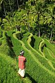 Indonesia, Bali, Rice paddies, Worker in foreground.