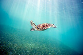 Hawaii, Green sea turtle (Chelonia mydas) an endangered species.
