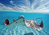 French Polynesia, Tahiti, Bora Bora, Stingray in beautiful turquoise water.