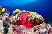 Micronesia, Yap, Anemonefish (Amphiprion perideraion) and sea anemone (heteractis magnifica).