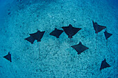 Hawaii, Oahu, Spotted eagle rays (aetobatus narinari), View from above.