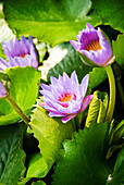 Hong Kong, Kowloon, Water Lilies, a Buddhist symbol for peace and grace located in a small pond at Wong Tain Sin temple.