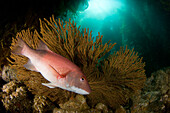 California, Catalina Island, A female sheephead (Semicossyphus pulcher) pictured in front of a gorgonian fan in a forest of giant kelp (Macrocystis pyrifera).