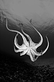 Hawaii, Underside of Day octopus (Octopus cyanea) in ocean water (Black and white photograph).