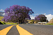 Hawaii, Maui, The lavender blossoms of this jacaranda tree (Jacaranda mimosifolia) contrast the spring flowers in a field beside the road to Haleakala Crater.
