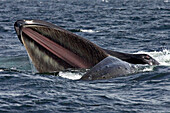 Alaska, Frederick Sound, Humpback whales (megaptera novanglia) bubble net feeding on herring.