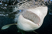 Hawaii, Oahu, North Shore, Galapagos shark showing teeth at surface.