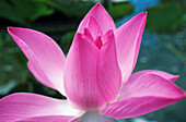 Close-up of pink lotus waterlily bud.