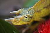 Jackson's Chameleon, Cloe-up of head, selesctive focus, ohia flower in foreground