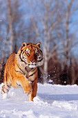Alaska, Siberian Tiger (Panthera tigris altaica) charging through winter snow.