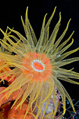 Indonesia, Tubastraea coral polyp detail (tubastraea faulkneri)in dark ocean.