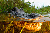 Florida, Big Cypress National Park, American Alligator [For use up to 13x20 only]