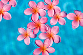 Bright pink plumerias floating in turquoise water.