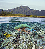 [DC] Hawaii, Oahu, split image of a hawksbill turtle (Eretmochelys imbricata) and raccoon butterflyfish, mountain range above
