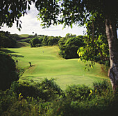 Hawaii, Kauai, Princeville Resort Golf Course, Prince Course, putting green through trees.