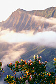 Hawaii, Kauai, Napali Coast, Kokee State Park, Kalalau Valley, misty sky and ohia lehua