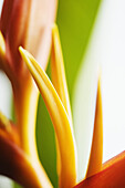 Abstract close-up view of Heliconia