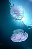 Micronesia, Caroline Islands, Chuuk, Truk Lagoon, pair of jellyfish near surface with sunburst A88G